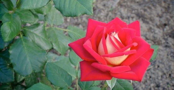 恋愛の花言葉１：薔薇（赤）
